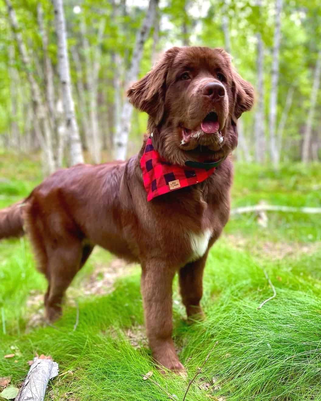 Saint Bernewfie (Saint Bernard & Newfoundland Mix) Info, Pictures, FAQs