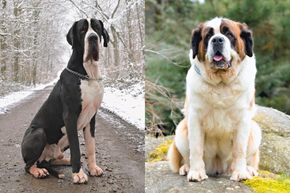Saint Dane (Great Dane & Saint Bernard Mix) Info, Pictures, Facts, FAQs