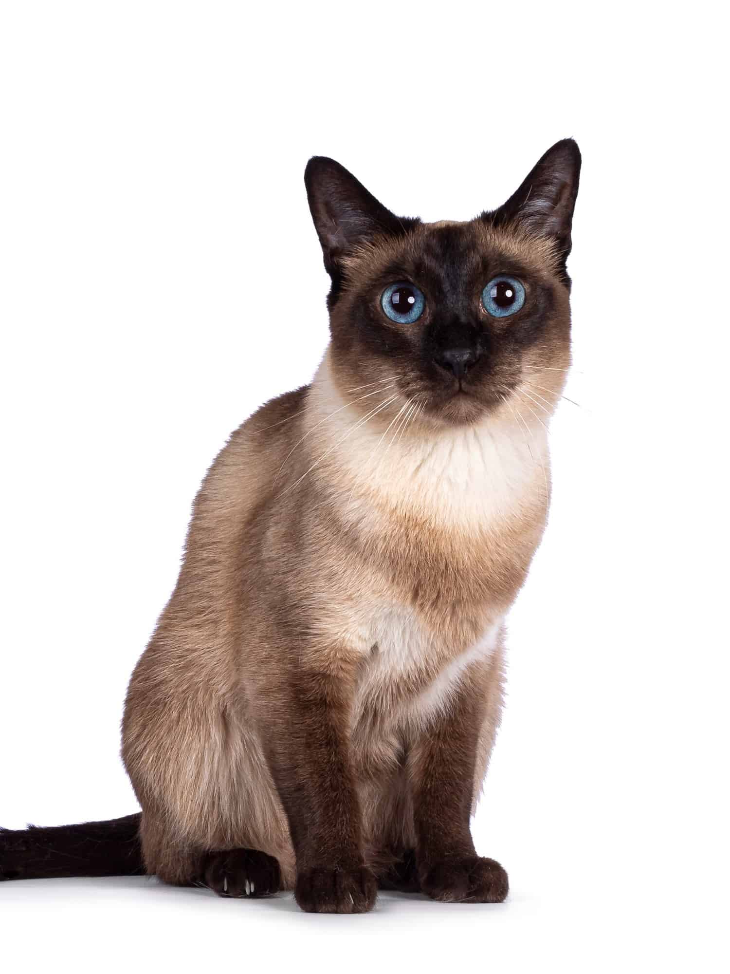 Chocolate Point Siamese Cat Facts, Traits, Pictures & FAQs