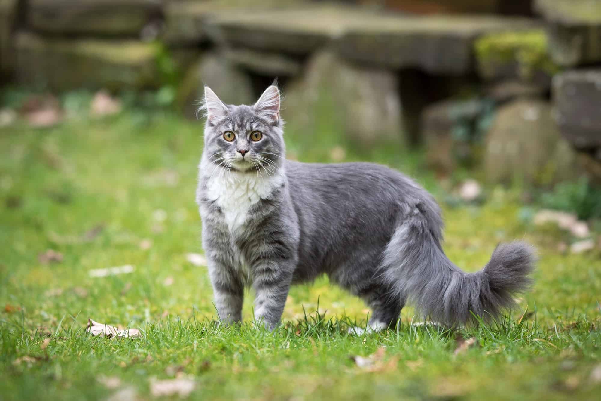 Grey Maine Coon Facts, Patterns & Traits (With Pictures)