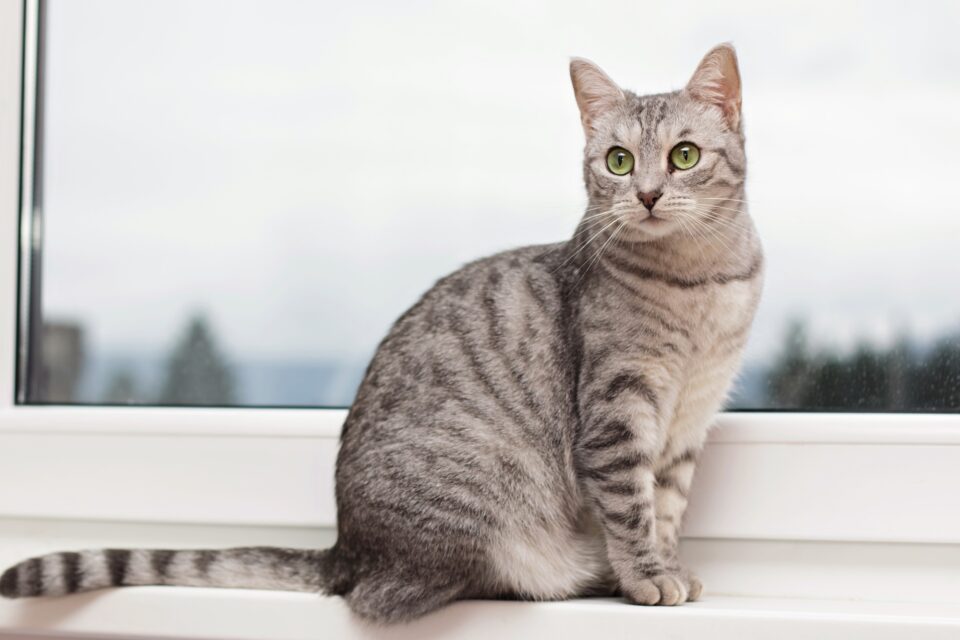 Tabby Cat Lifespan How Long Do Tabby Cats Live?