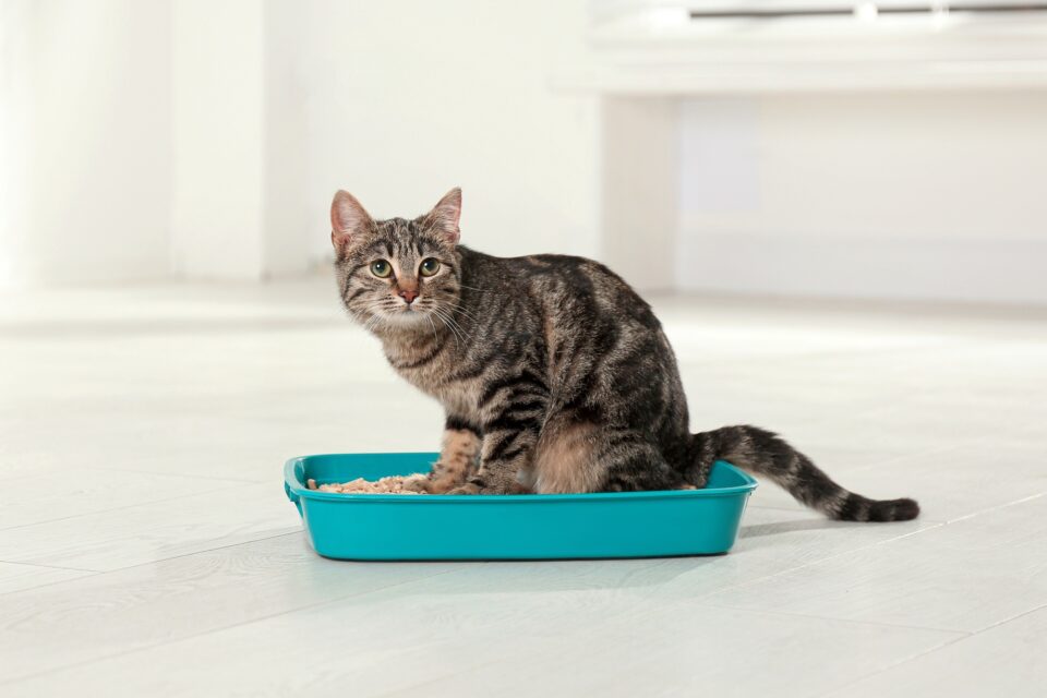 How Long Can A Tabby Cat Live at Charles Marbury blog