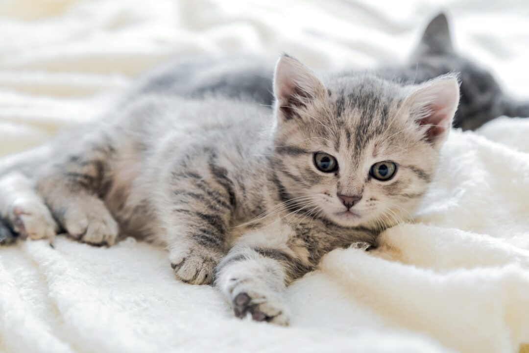 How Long Can A Tabby Cat Live at Charles Marbury blog