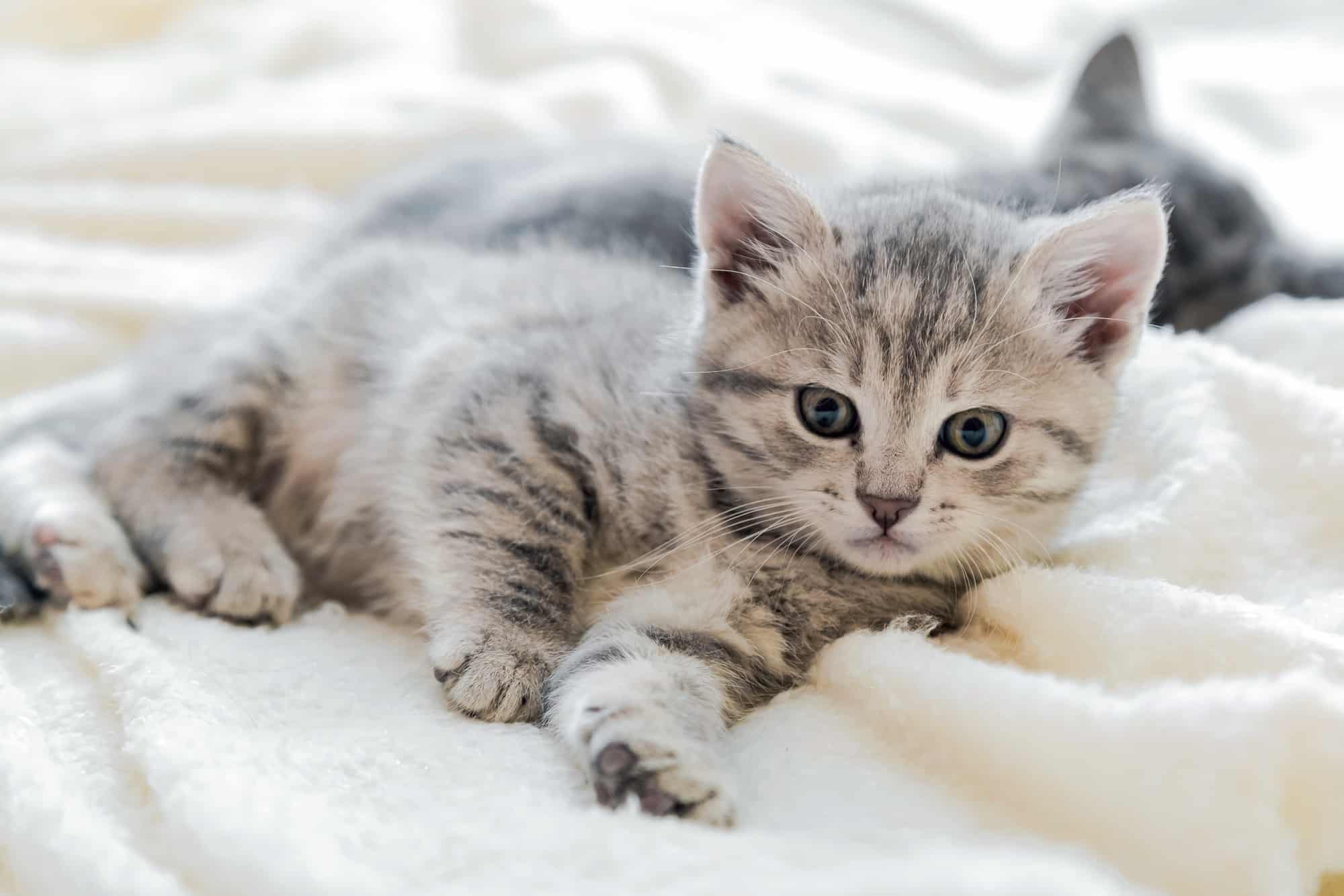 Tabby Cat Lifespan How Long Do Tabby Cats Live?