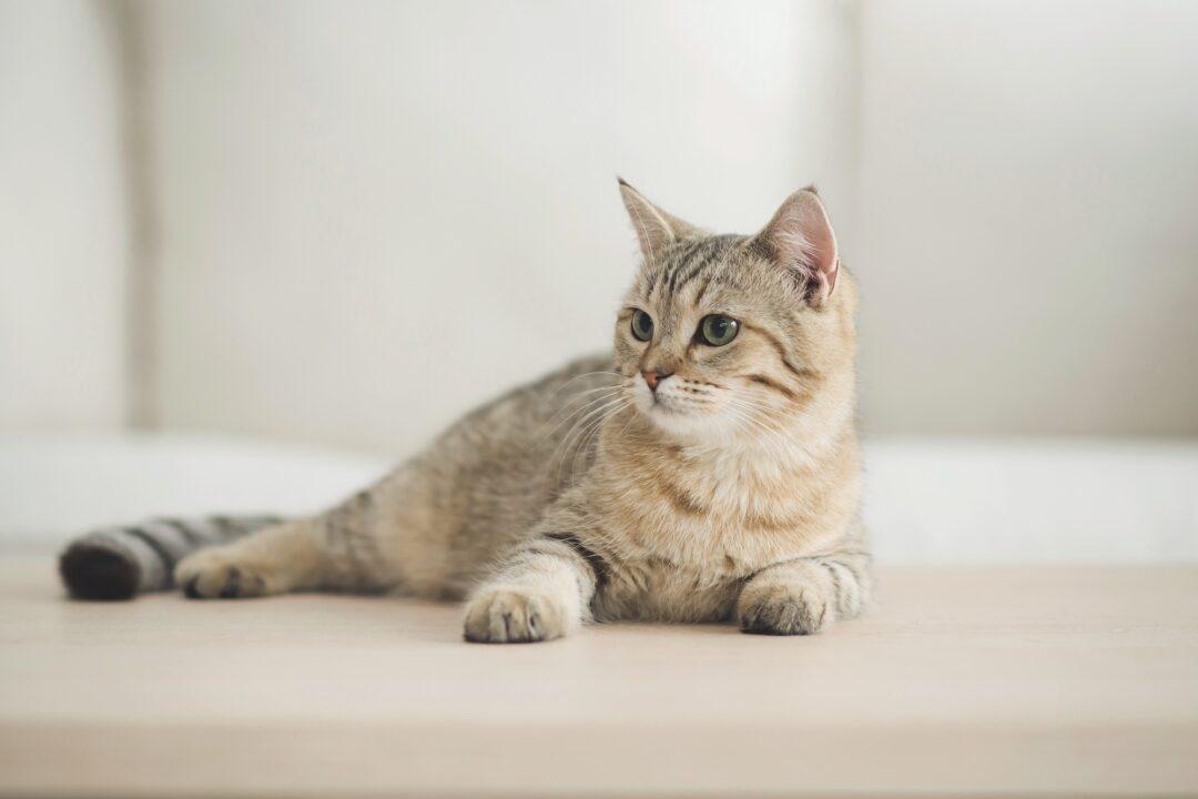 Tabby Cat Lifespan How Long Do Tabby Cats Live?