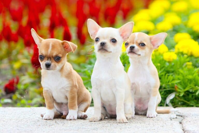 Chihuahua Lifespan How Long Do Chihuahuas Live?