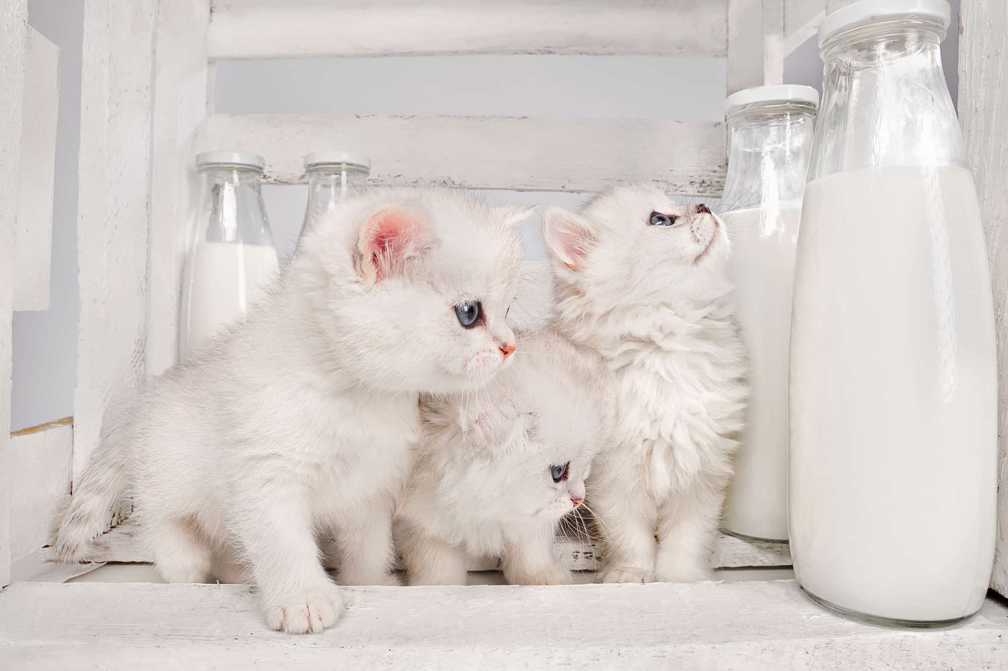 White Persian Cat Info, Traits & FAQs (With Pictures)