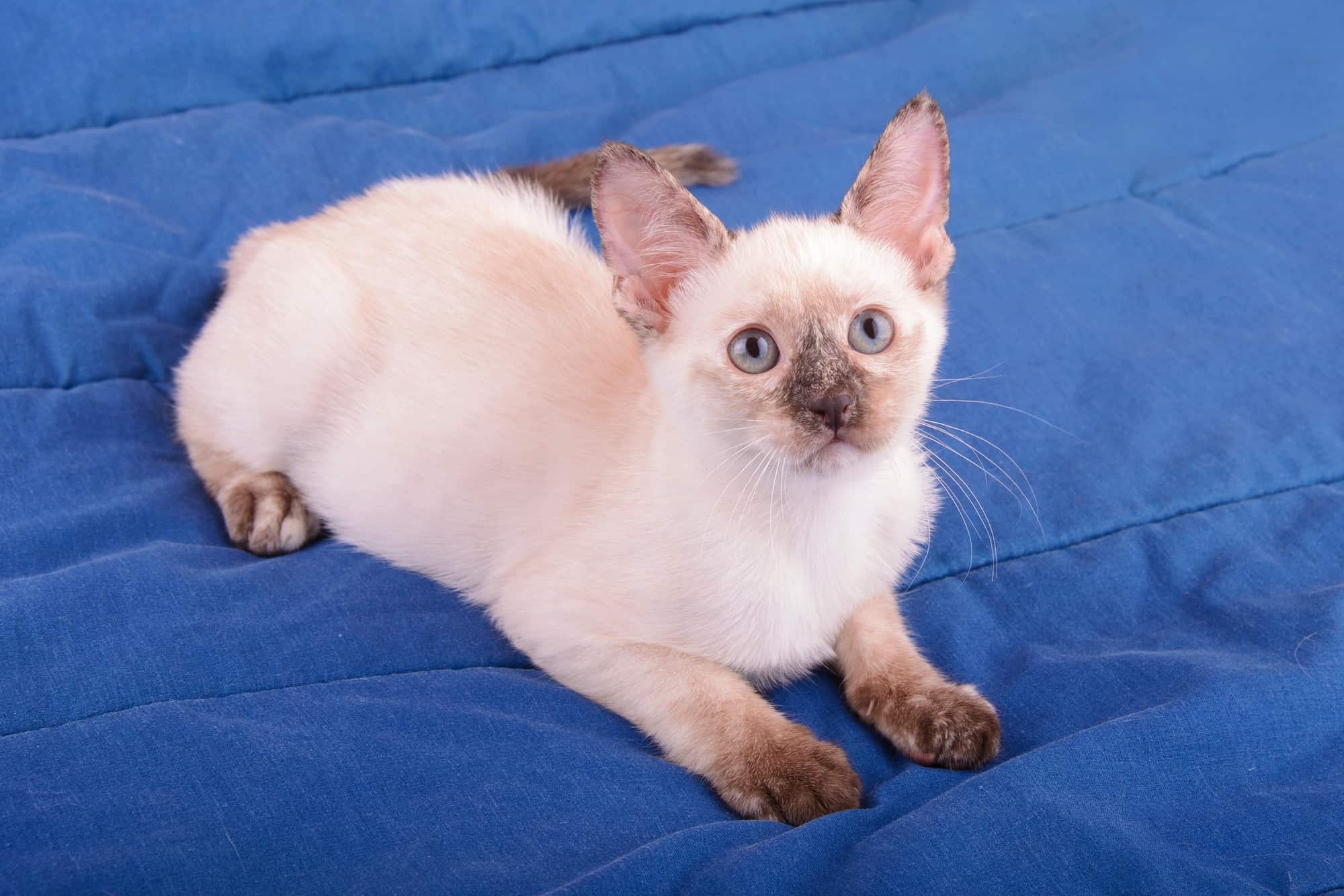 Tortie Point Siamese Cat: Info, Facts, Traits, Pictures & FAQs