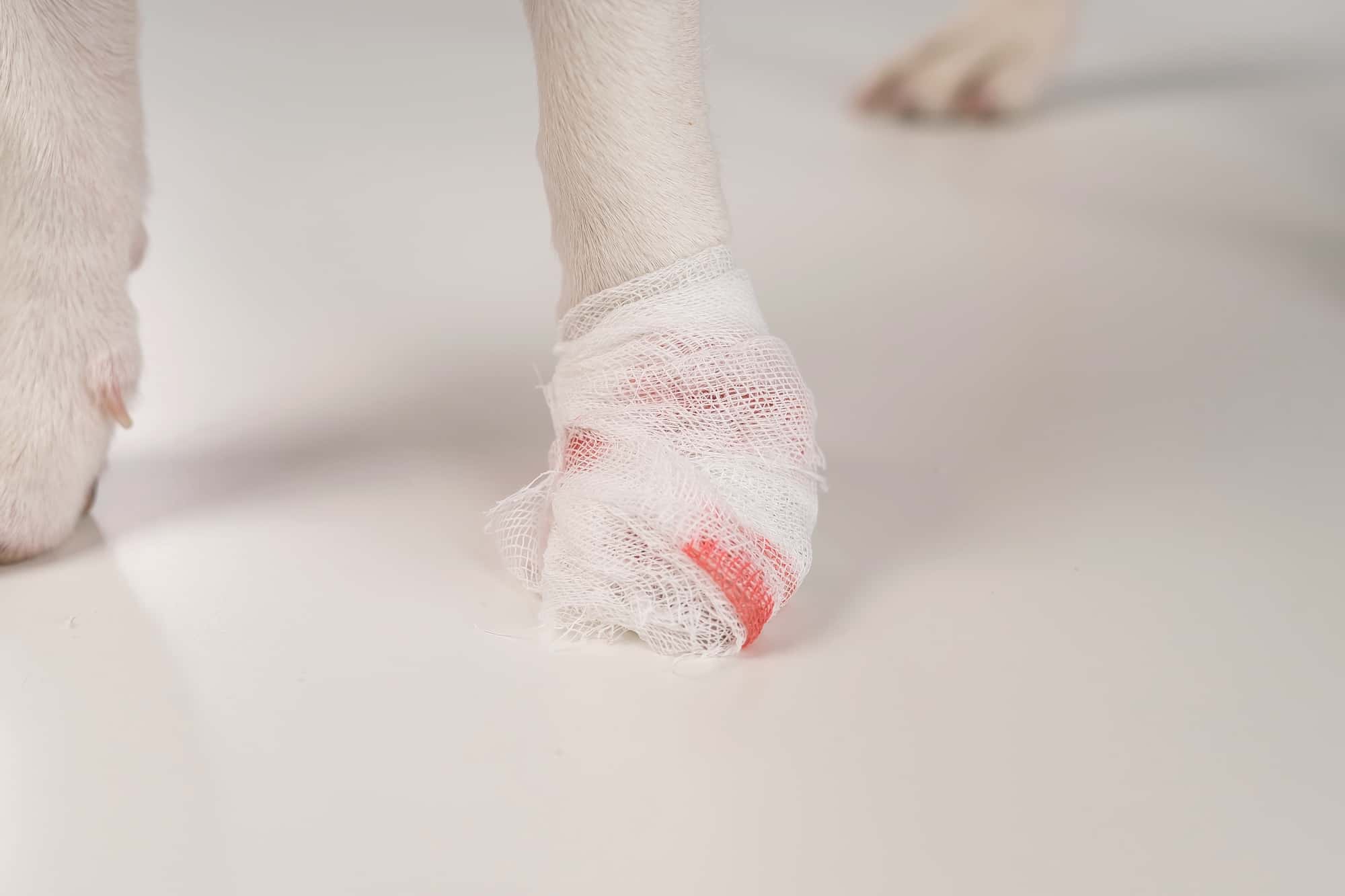 How to Treat a Dog Nail Separated From Quick (8 Easy Steps)