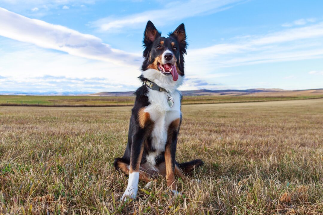 Tri Color Border Collie Facts, & FAQs (With Pictures)