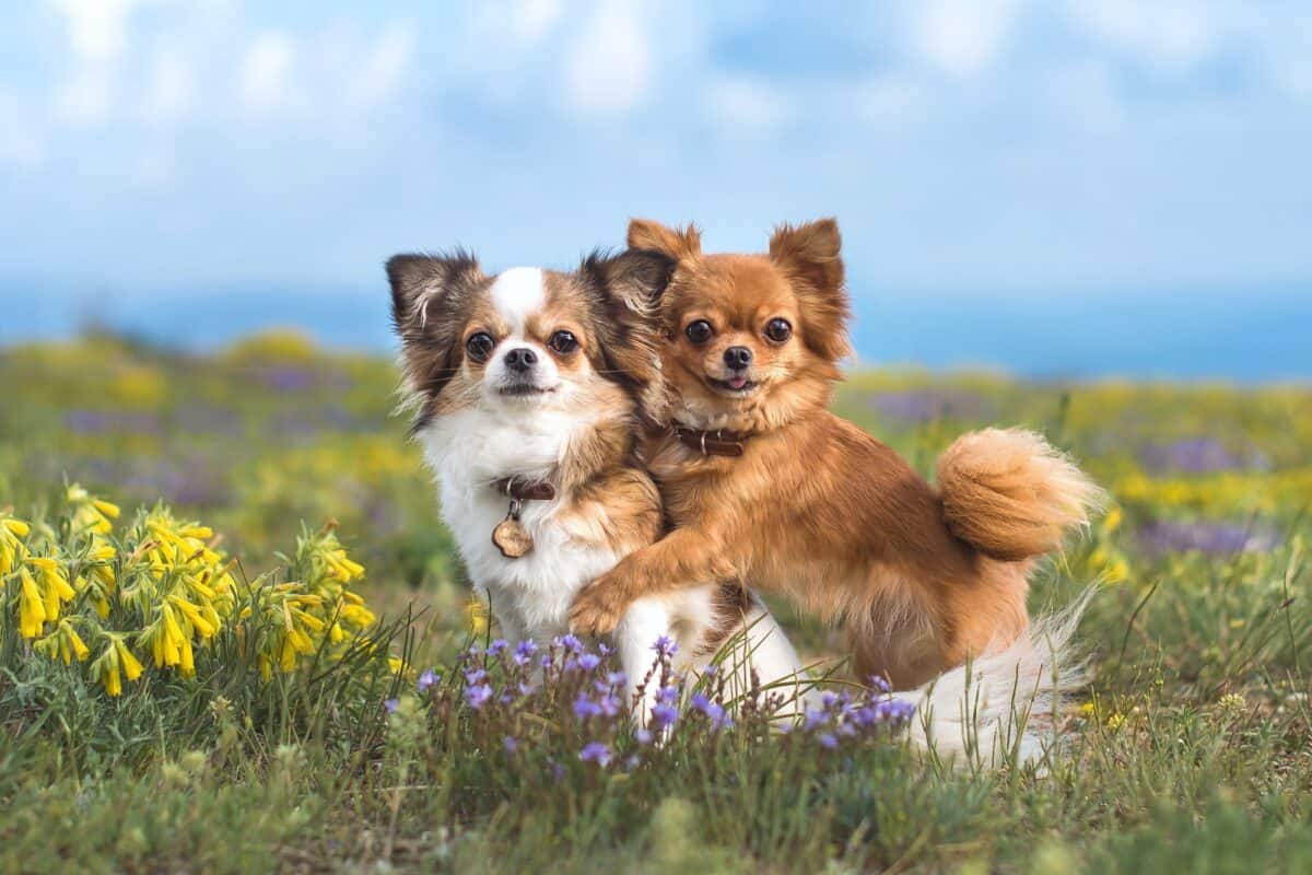 Two Chihuahuas on the green field