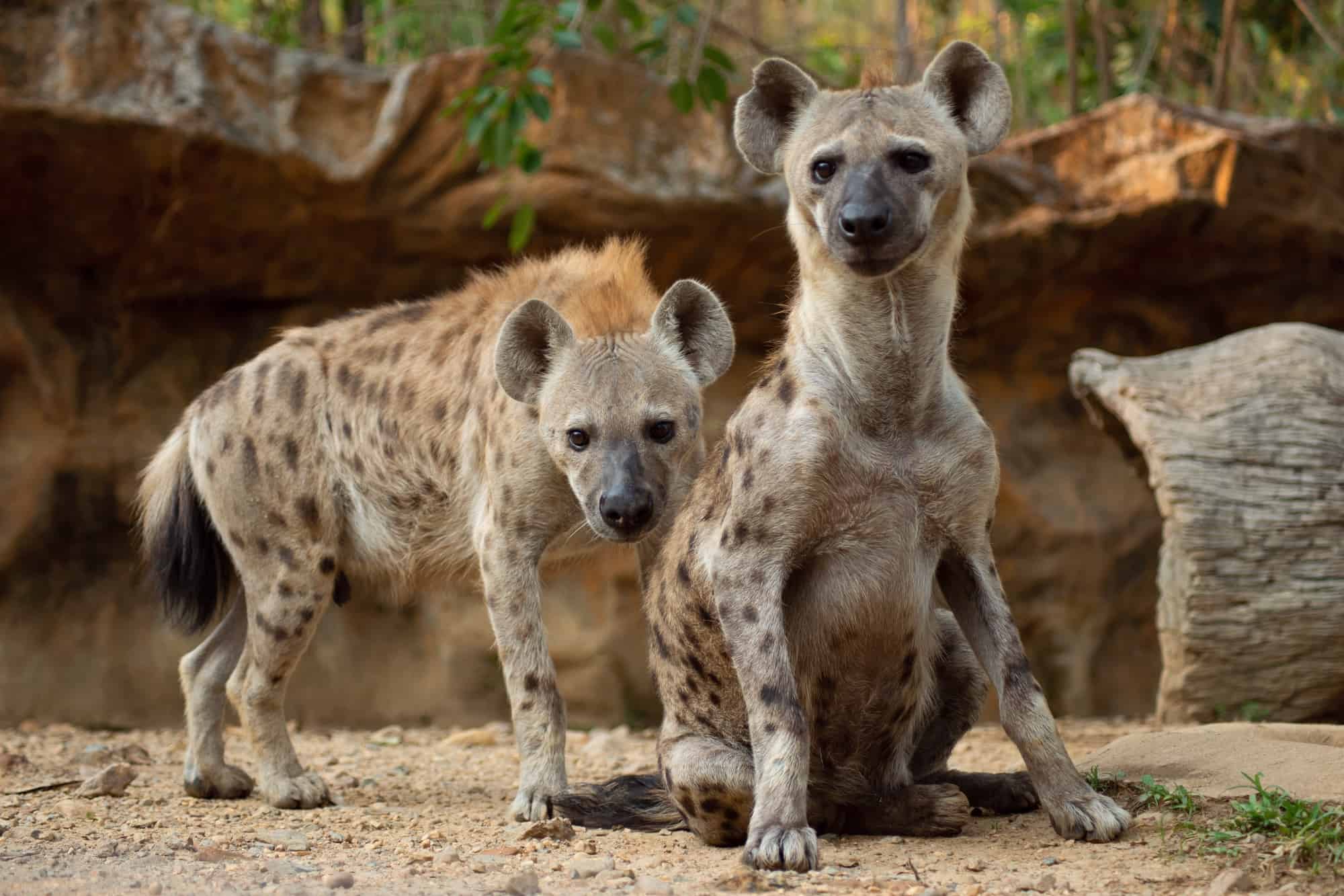 Are Hyenas Dogs or Cats or Something Else?