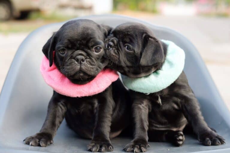 Black Pug Facts, Puppy Price & FAQs (With Pictures)
