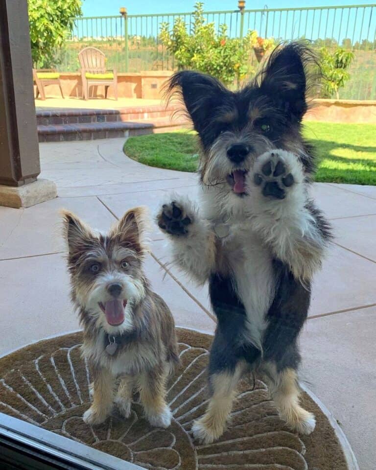 Yorksky (Yorkie & Husky Mix) Info, Pictures, Facts, FAQs & More