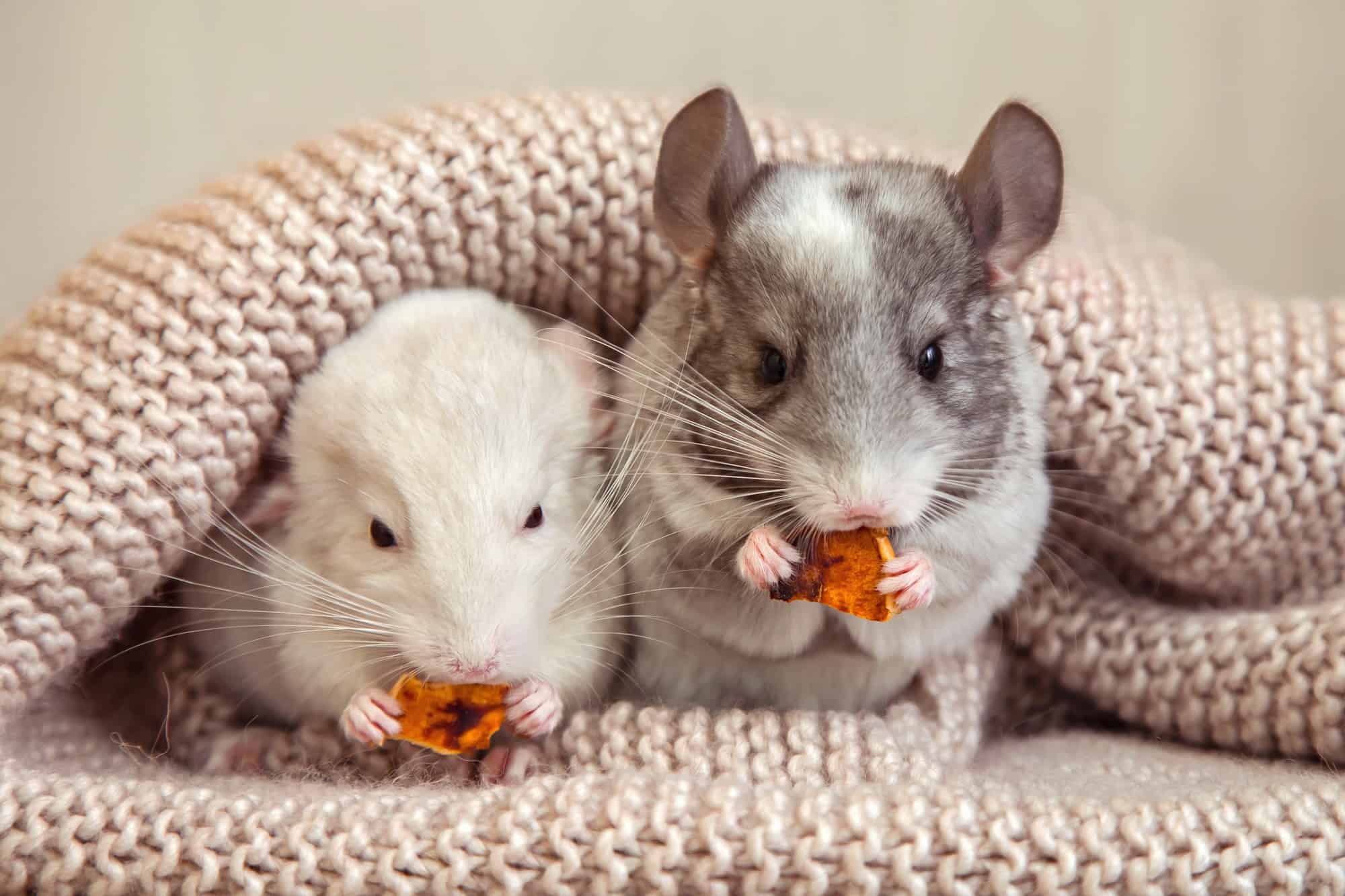 Chinchilla Lifespan How Long Do Chinchillas Live?