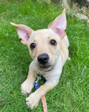Golden Chi (Golden Retriever & Chihuahua Mix) Info, Pictures, FAQs & More