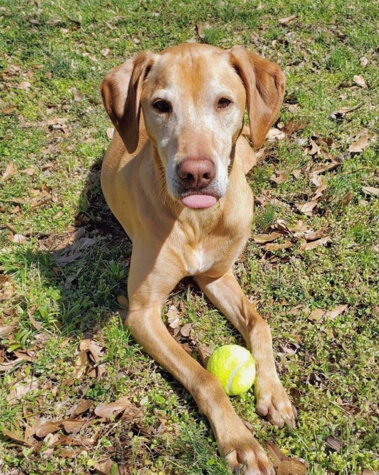 Vizslador (Vizsla Lab Mix) Info, Pictures, Facts, FAQs & More