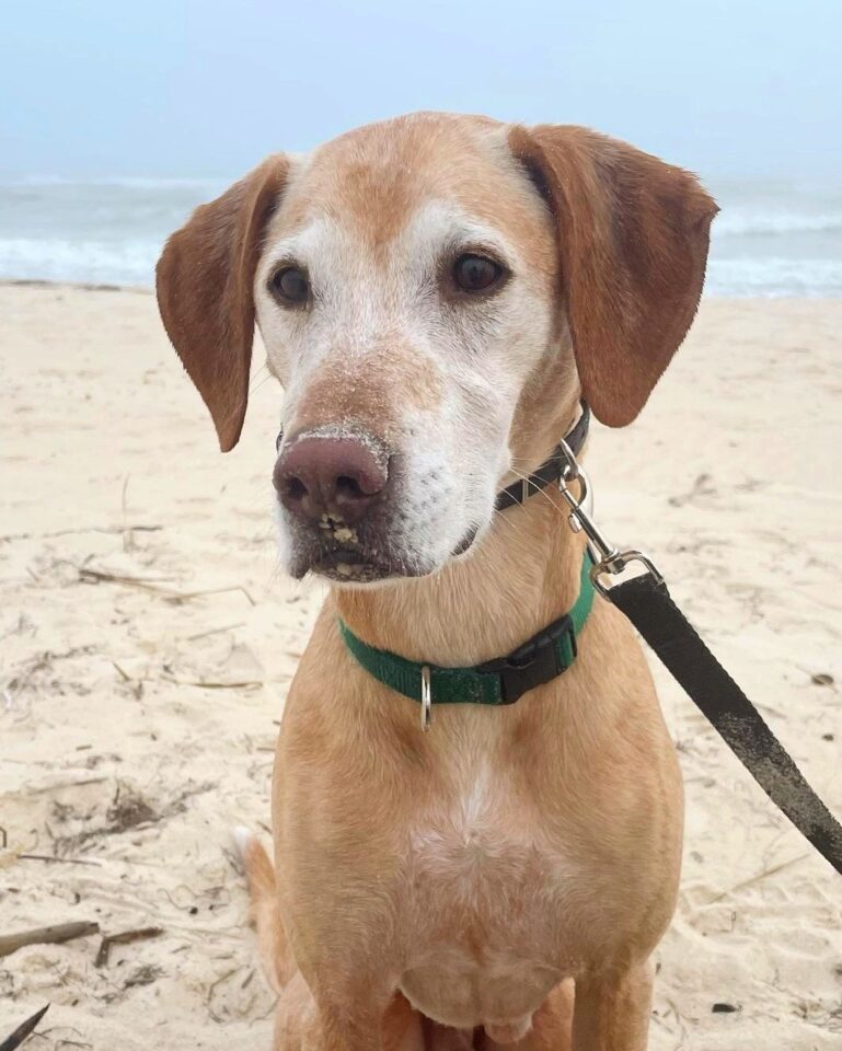 Vizslador (Vizsla Lab Mix) Info, Pictures, Facts, FAQs & More