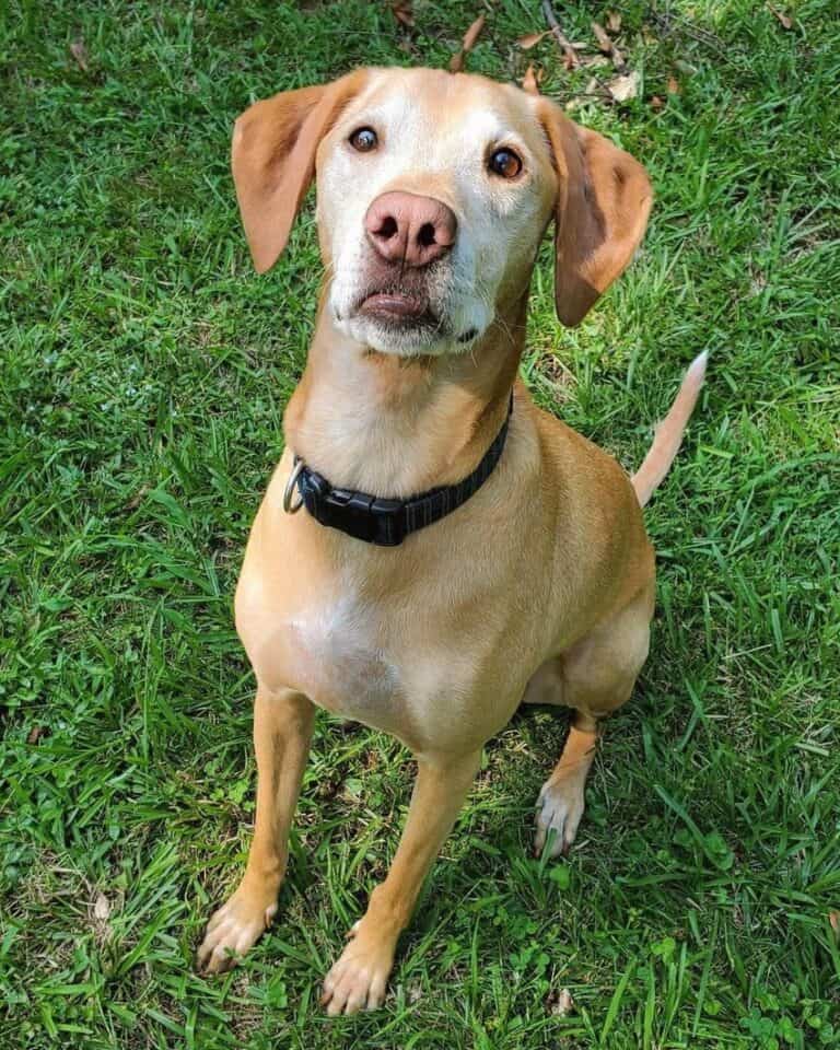 Vizslador (Vizsla Lab Mix) Info, Pictures, Facts, FAQs & More