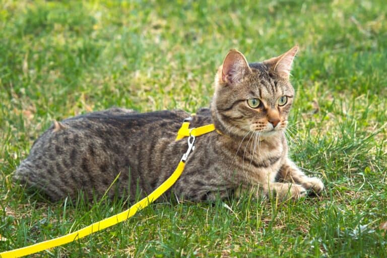 Tabby Cat Lifespan How Long Do Tabby Cats Live?