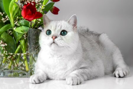 White British Shorthair: Facts, Genetics & Health (With Pictures)