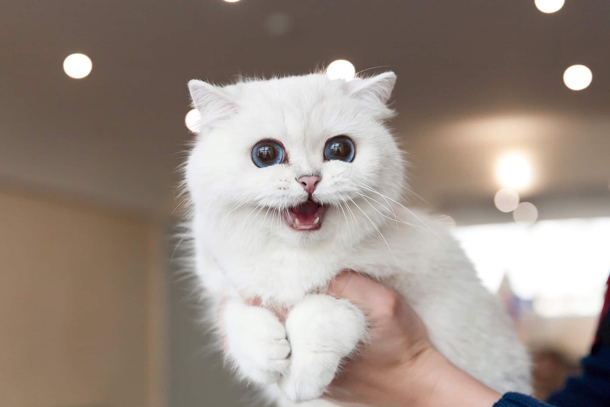 White British Shorthair Facts, & Health (With Pictures)