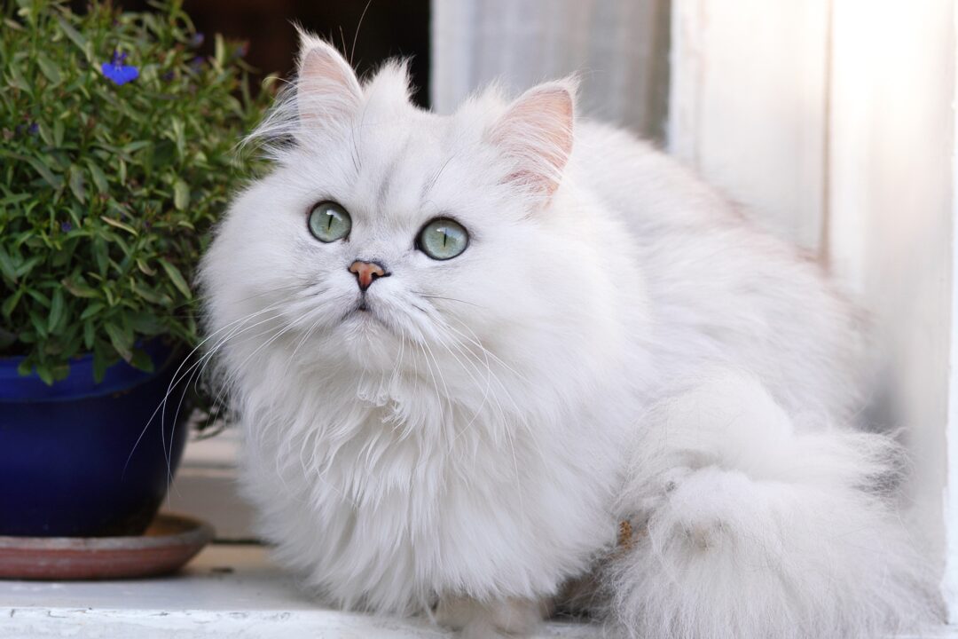 White Persian Cat Info, Traits & FAQs (With Pictures)