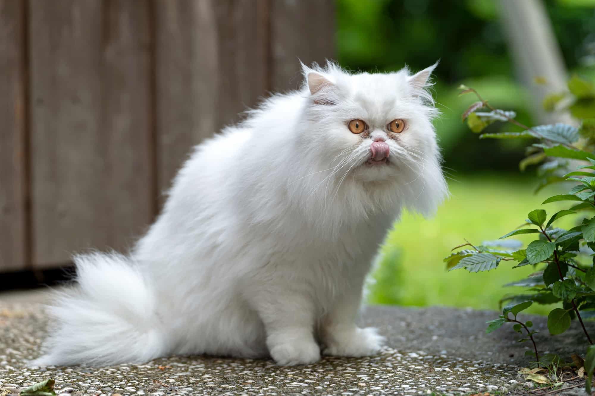 White Persian Cat Info, Traits & FAQs (With Pictures)