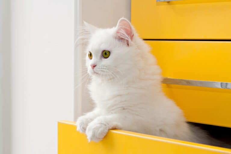 White Persian Cat Info, Traits & FAQs (With Pictures)