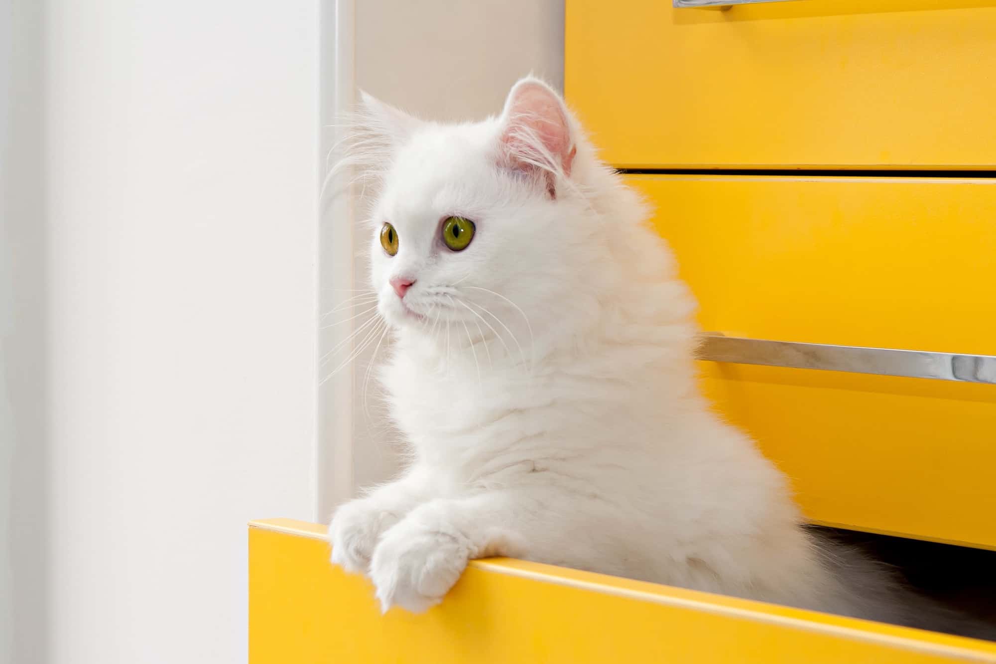 White Persian Cat Info, Traits & FAQs (With Pictures)