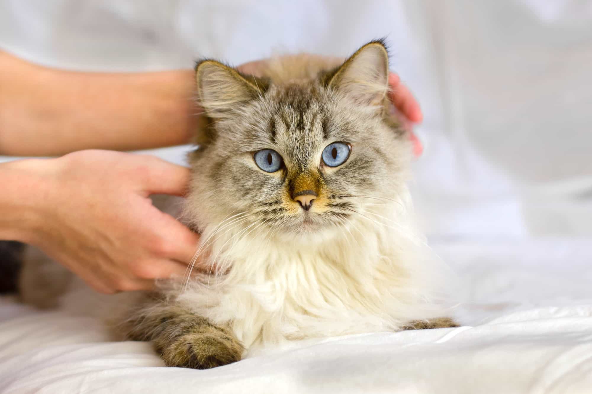 Are Siberian Cats Hypoallergenic? What You Need to Know