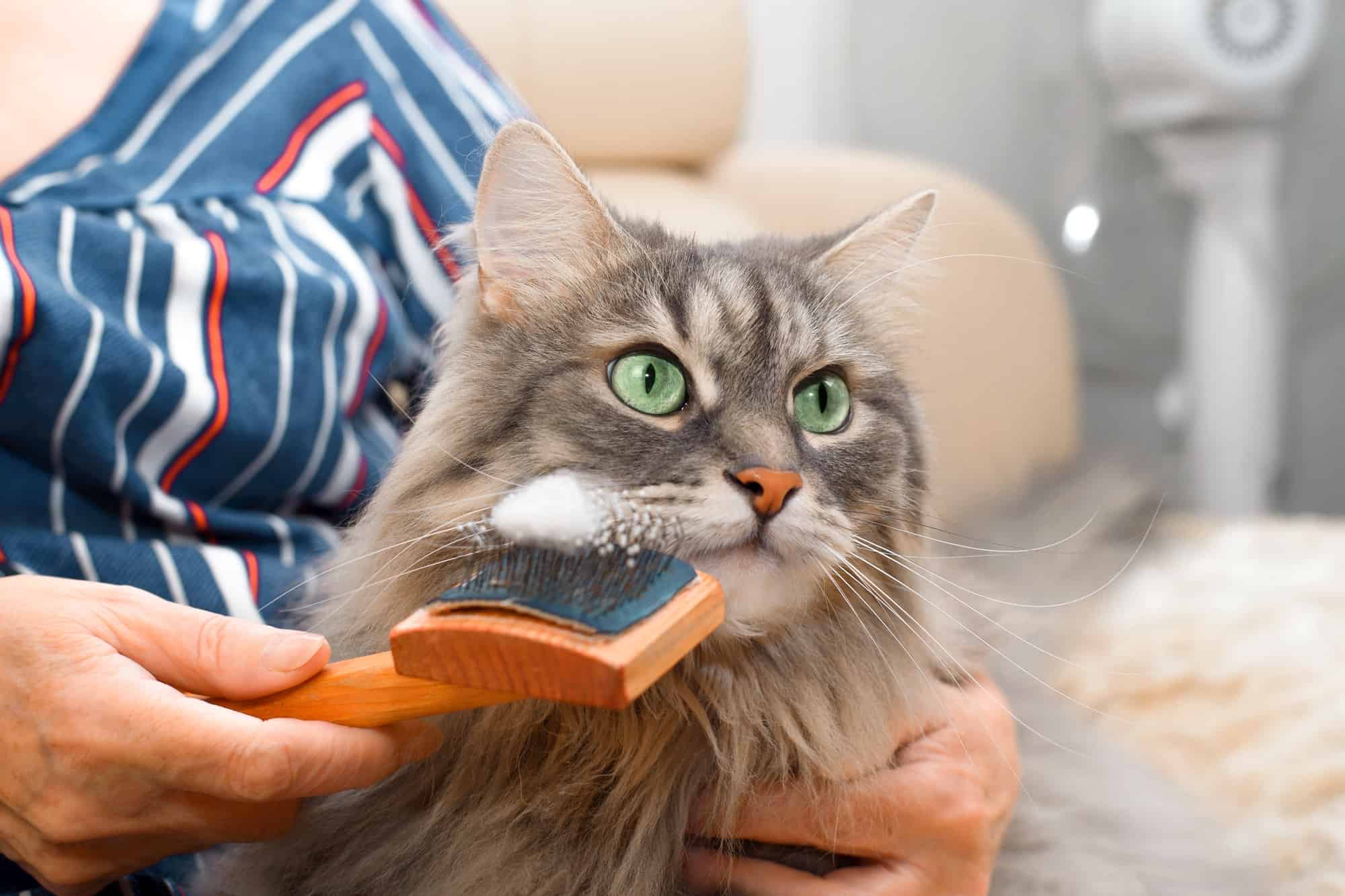 Are Siberian Cats Hypoallergenic? What You Need to Know