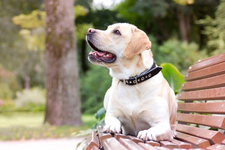 Yellow Lab Facts, Appearance, History & FAQs (With Pictures)