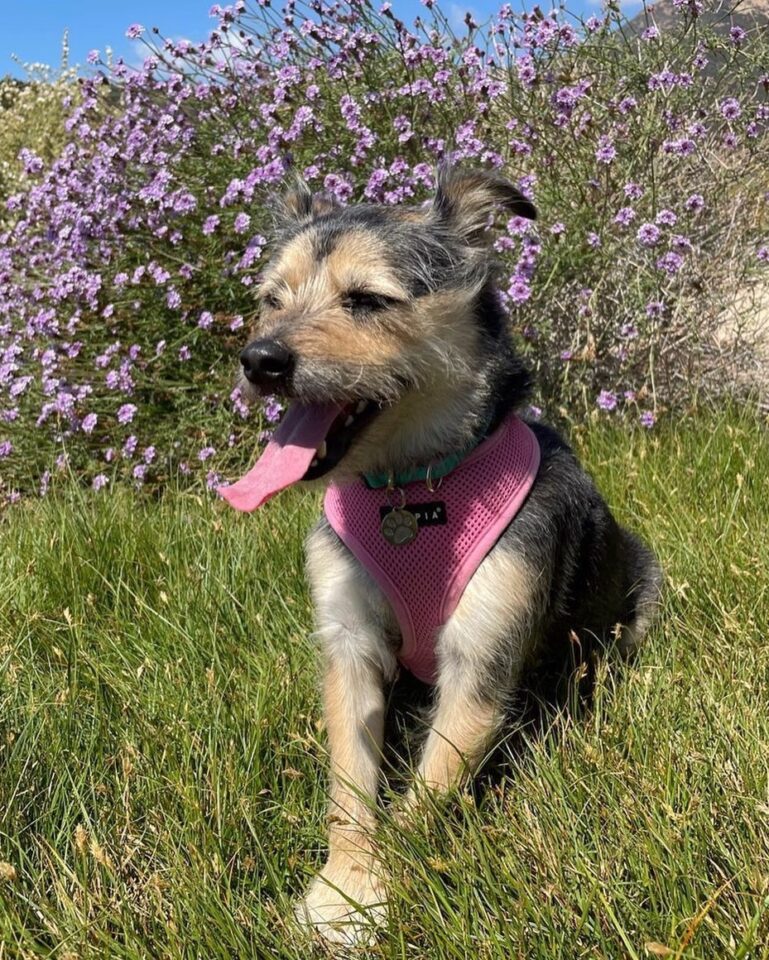 Yorksky (Yorkie & Husky Mix) Info, Pictures, Facts, FAQs & More