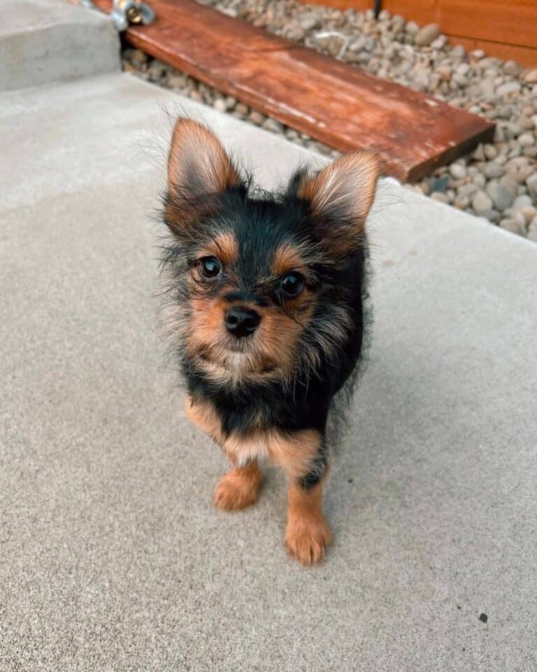 Yorkie Pom or Porkie (Yorkie & Pomeranian Mix) Info, Pictures, Facts, FAQs & More