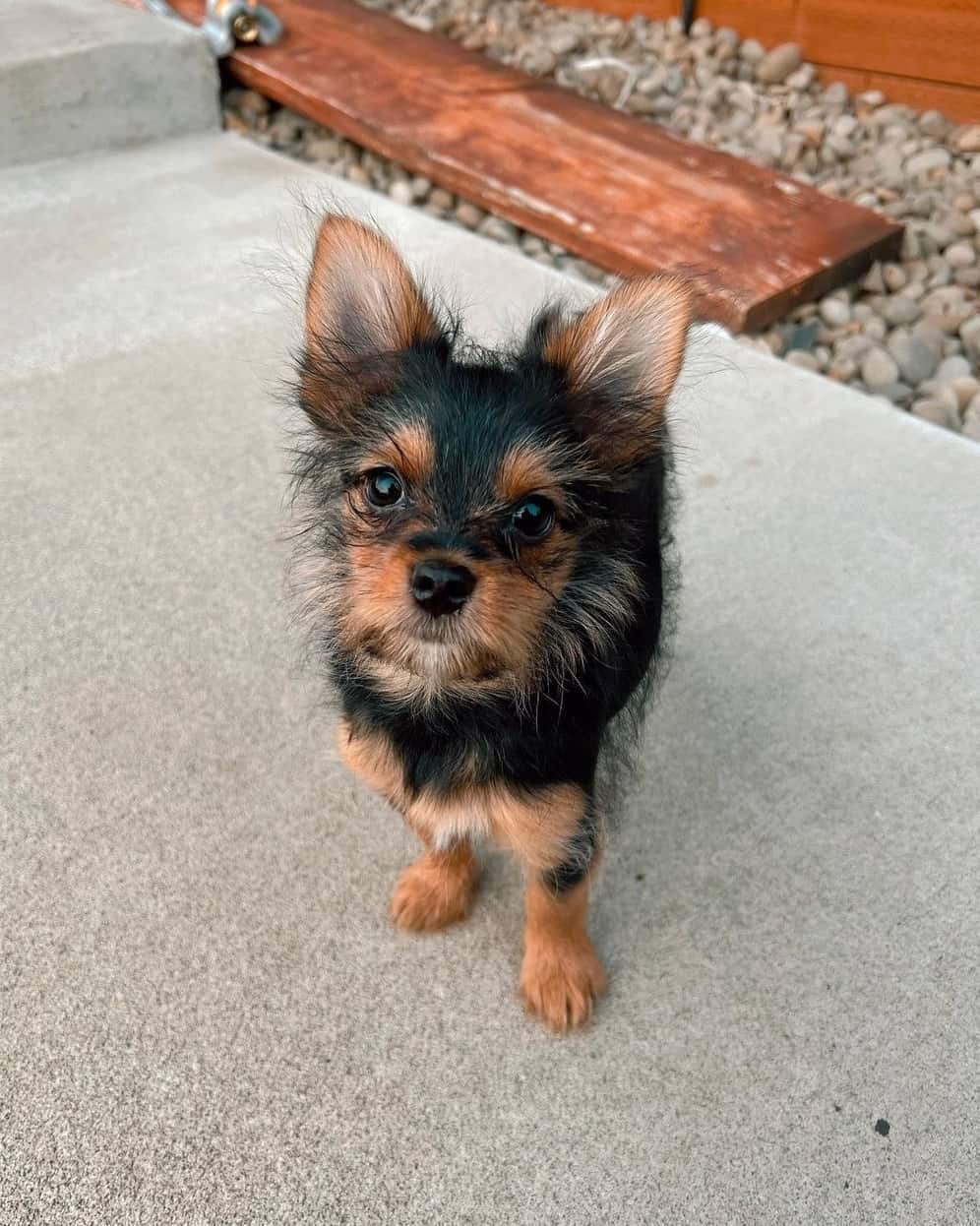 Yorkie Pom or Porkie (Yorkie & Pomeranian Mix) Info, Pictures, Facts