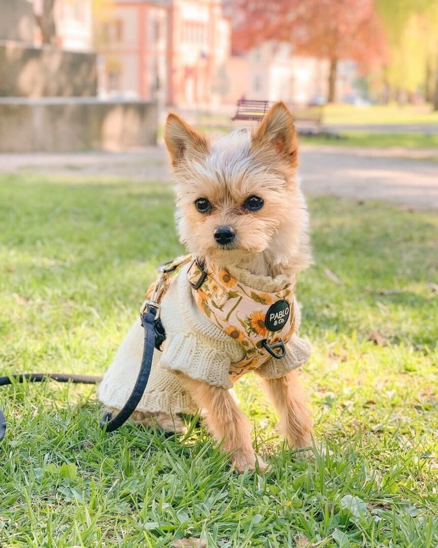 Yorkie Pom or Porkie (Yorkie & Pomeranian Mix) Info, Pictures, Facts
