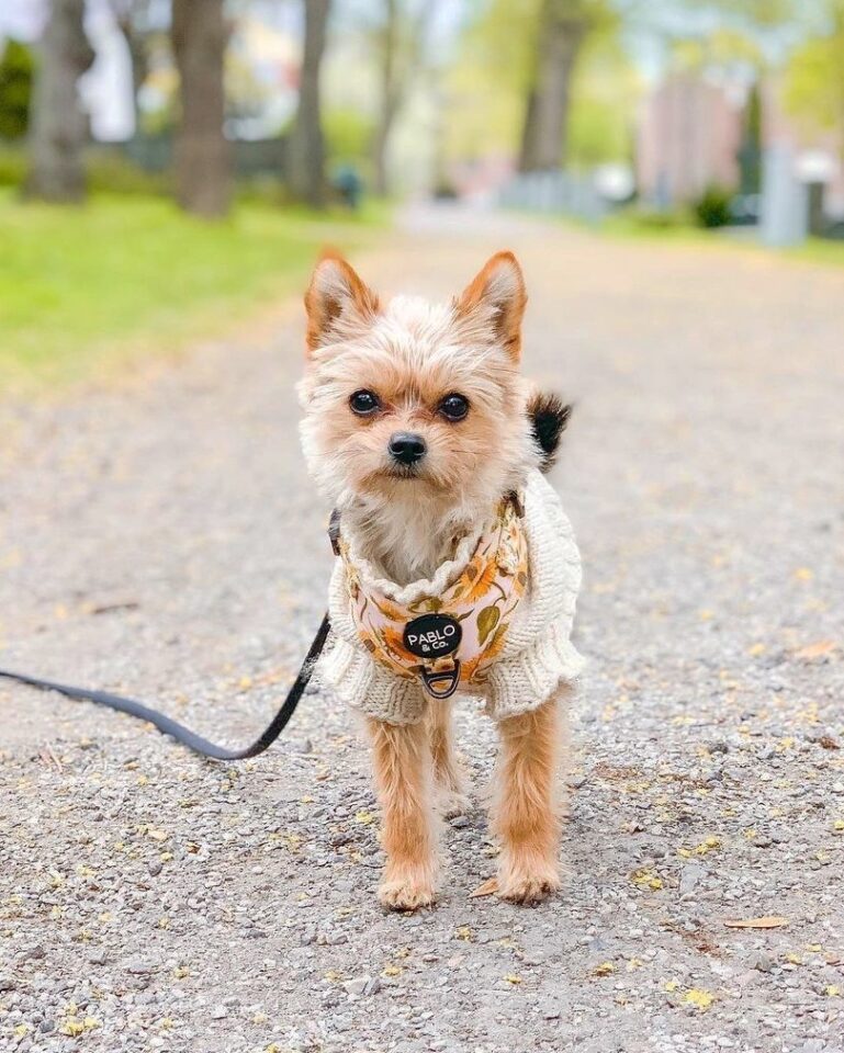 Yorkie Pom or Porkie (Yorkie & Pomeranian Mix) Info, Pictures, Facts, FAQs & More Bubbly Pet
