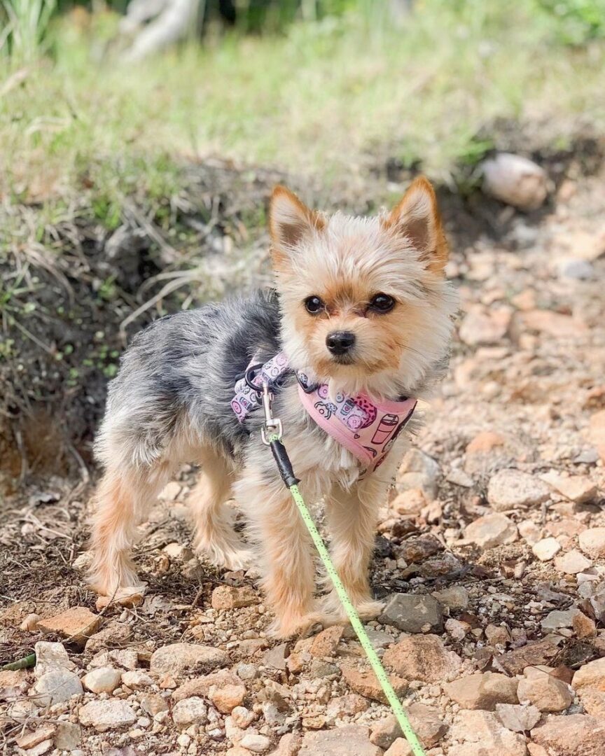 Yorkie Pom or Porkie (Yorkie & Pomeranian Mix) Info, Pictures, Facts