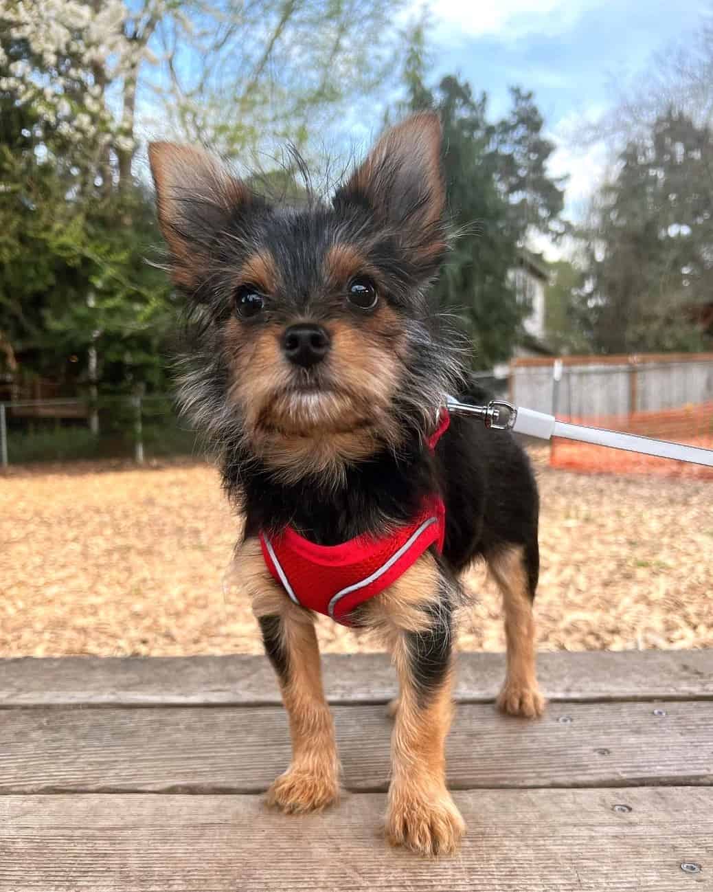 Yorkie Pom or Porkie (Yorkie & Pomeranian Mix) Info, Pictures, Facts