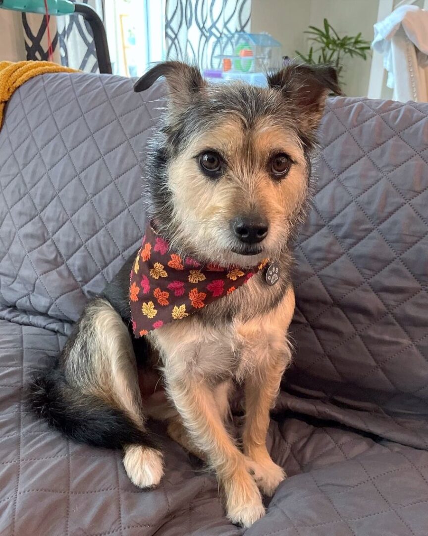 Yorksky (Yorkie & Husky Mix) Info, Pictures, Facts, FAQs & More