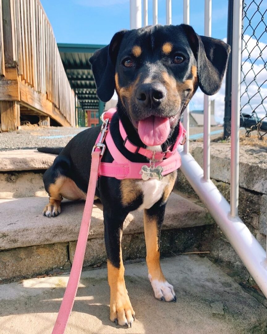 Beagle Pit (Beagle & Pitbull Mix) Info, Pictures, Facts, FAQs & More