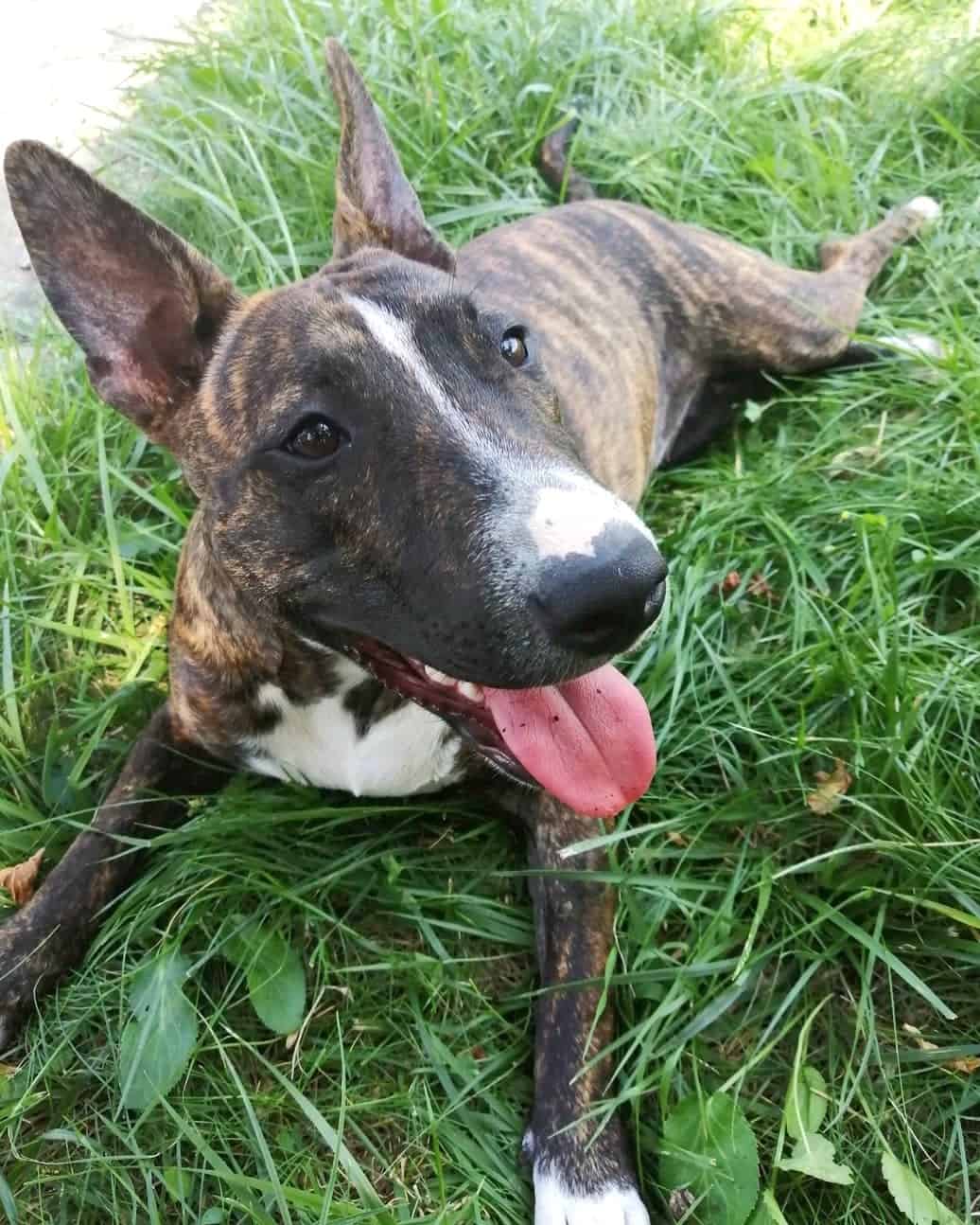 Bull Terrier Pitbull Mix Info, Pictures, Facts, FAQs & More