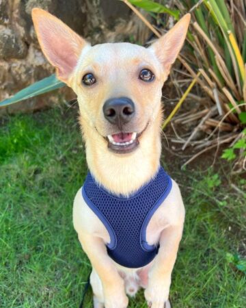 Golden Chi (Golden Retriever & Chihuahua Mix) Info, Pictures, FAQs & More