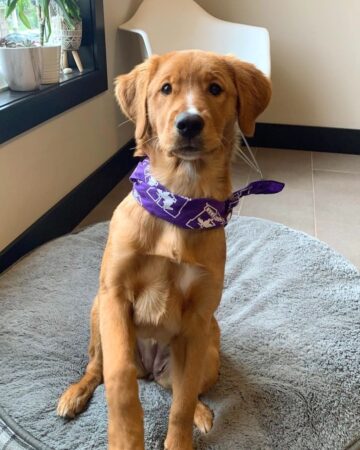 Golden Rotti Golden Rottie Retriever (Golden Retriever & Rottweiler Mix) Info ...