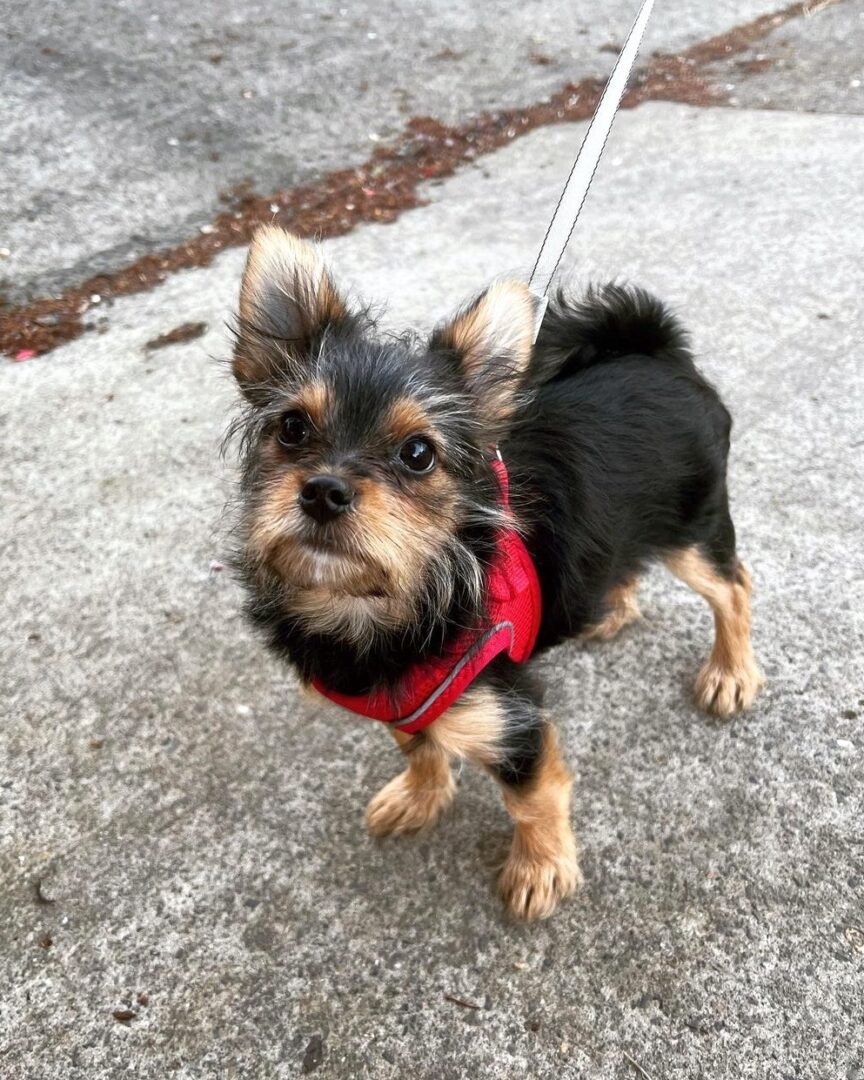 Yorkie Pom or Porkie (Yorkie & Pomeranian Mix) Info, Pictures, Facts