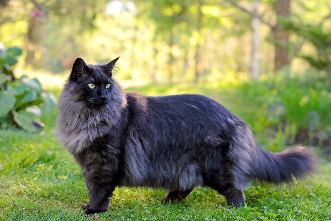 Black Norwegian Forest Cat Facts, Pictures & More