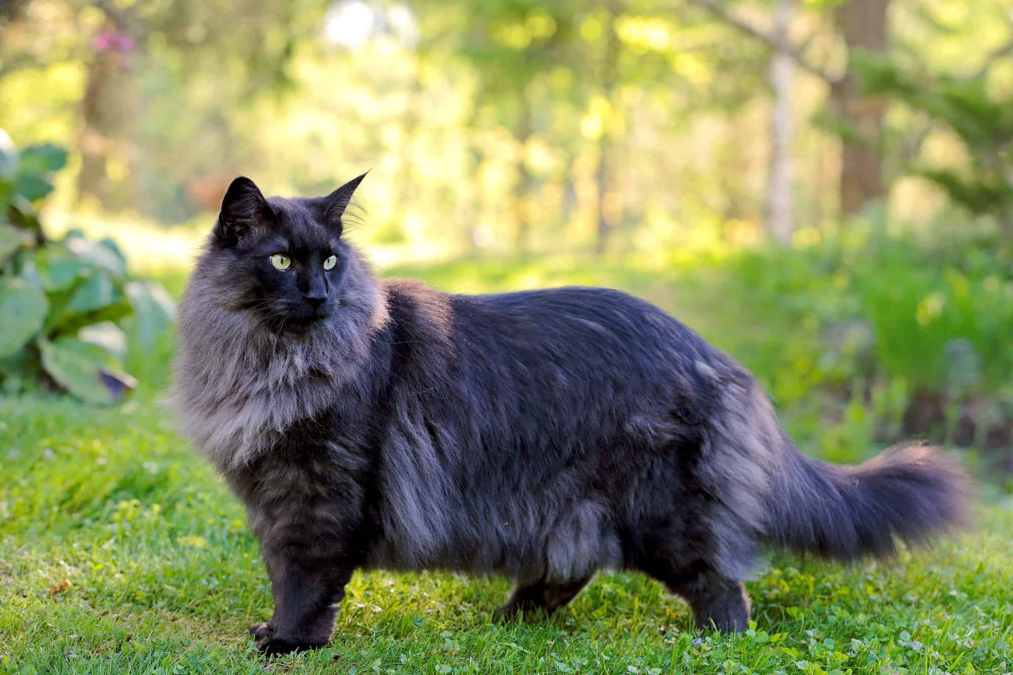 The Enchanting World Of The Norwegian Forest Cat City Of Muenster TX The Enchanting World Of The Norwegian Forest Cat City Of Muenster TX