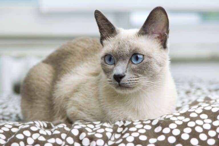 Blue Point Siamese Cat Facts, Traits & More (With Pictures)
