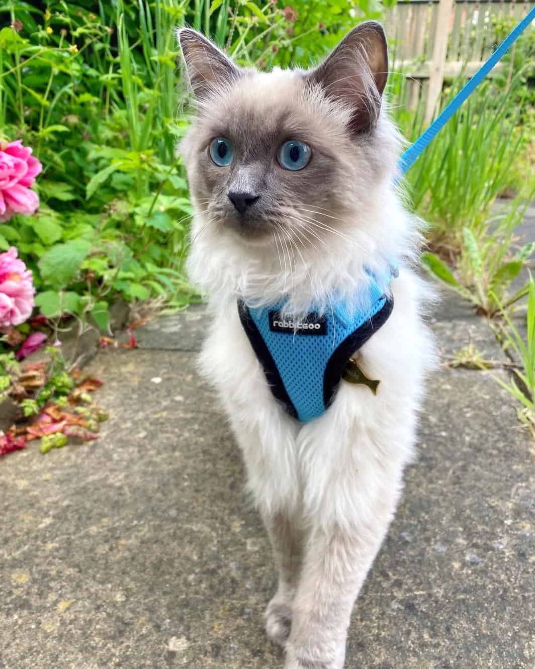Blue Point Ragdoll Cat Info, Facts, Traits & More (With Pictures)